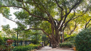 This large Chinese Banyan Tree (<em>Ficus macrocarpa</em>), a registered Old and Valuable Tree, is situated on the edge of the footpath close to the park’s Viewing Cone. This beautiful tree is a focus of the area and provides important shade to the seating areas and pathways below.